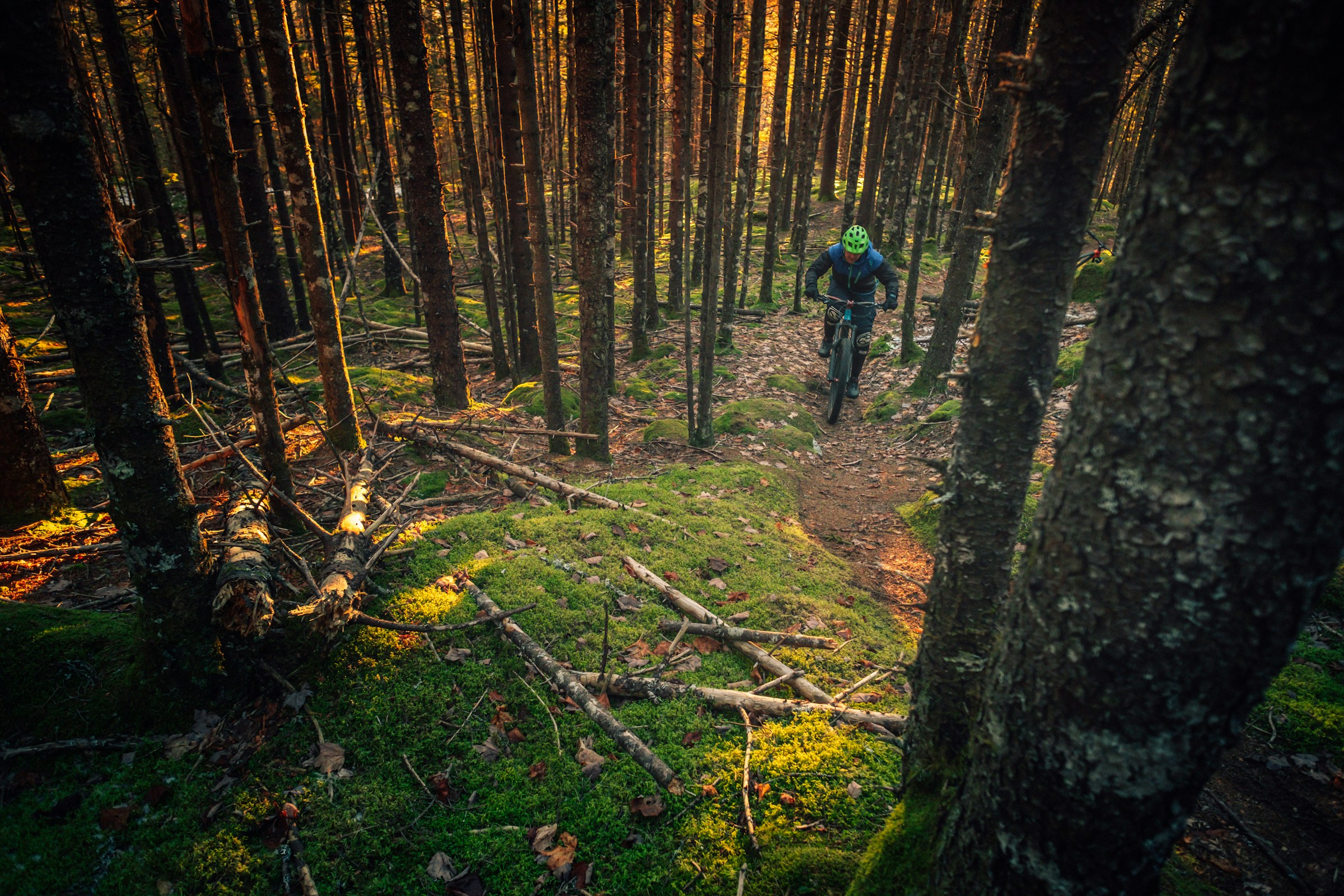 Mountain biker riding a sunlit forest trail